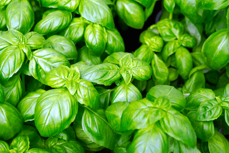 Como Podar Manjericão