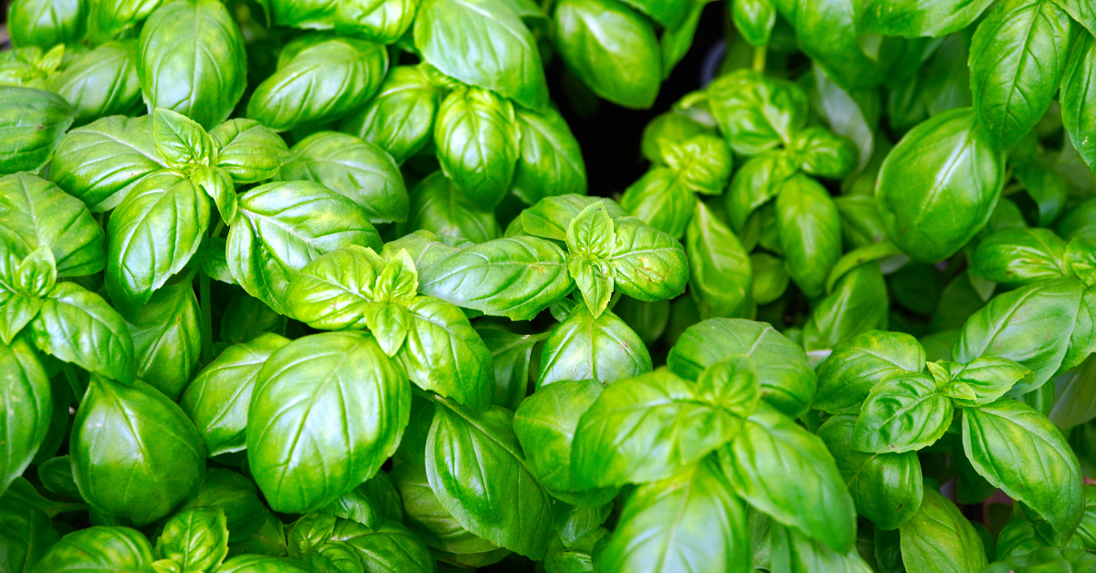 Como Podar Manjericão